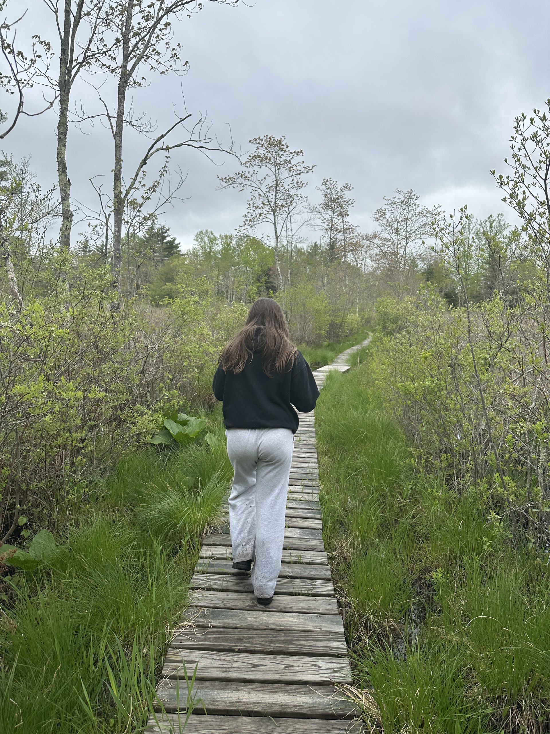 Bridge over the wetlands