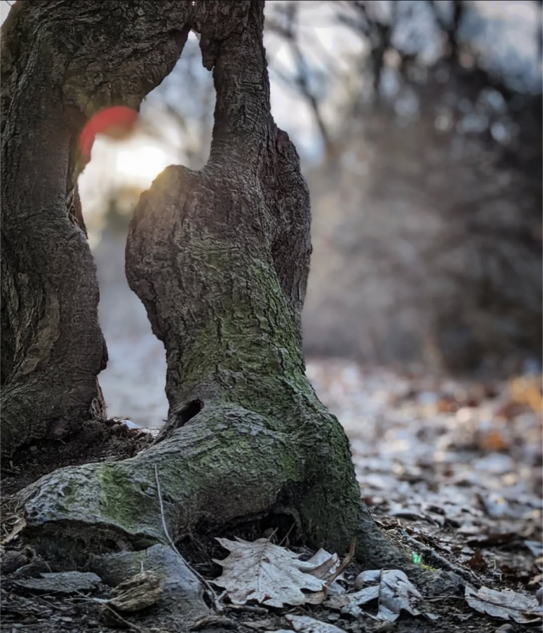 A portal through a tree in the late afternoon
