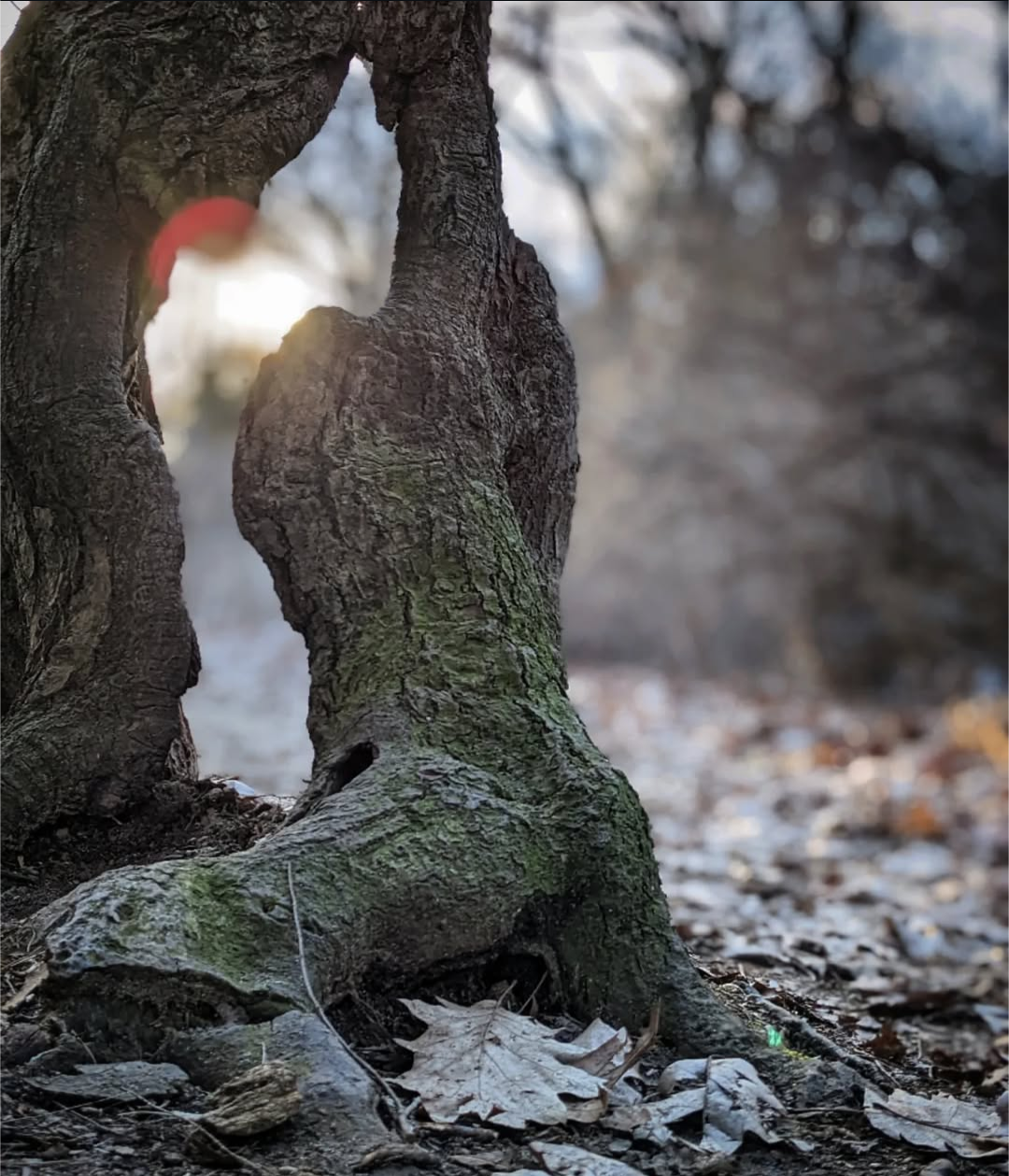 A portal through a tree in the late afternoon