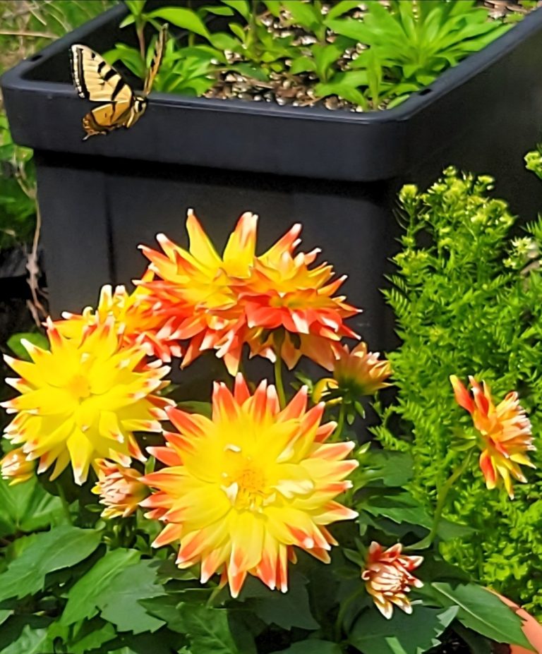 Tiger Swallowtail