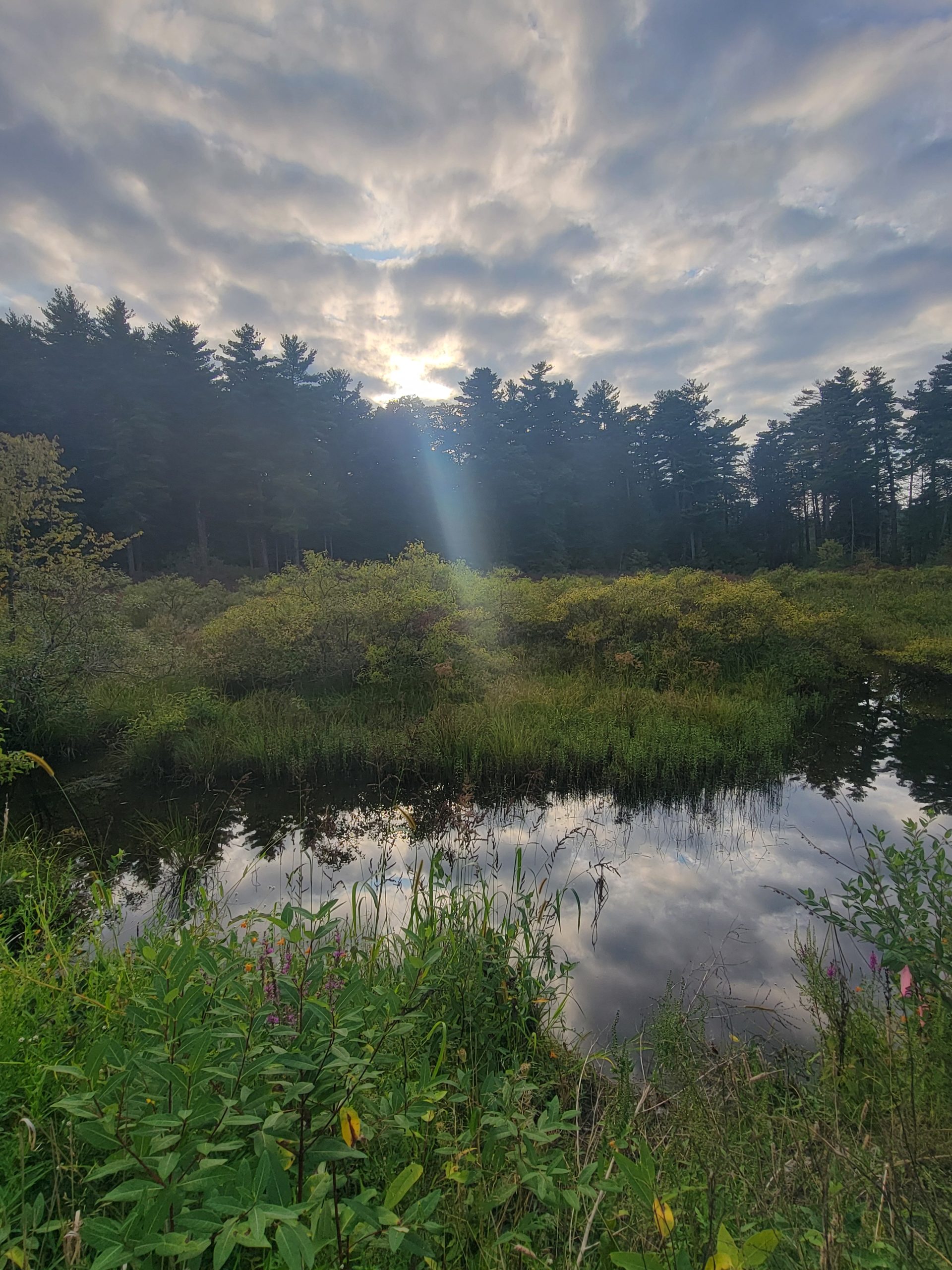 Mid Summer Sunset Along the Roadway