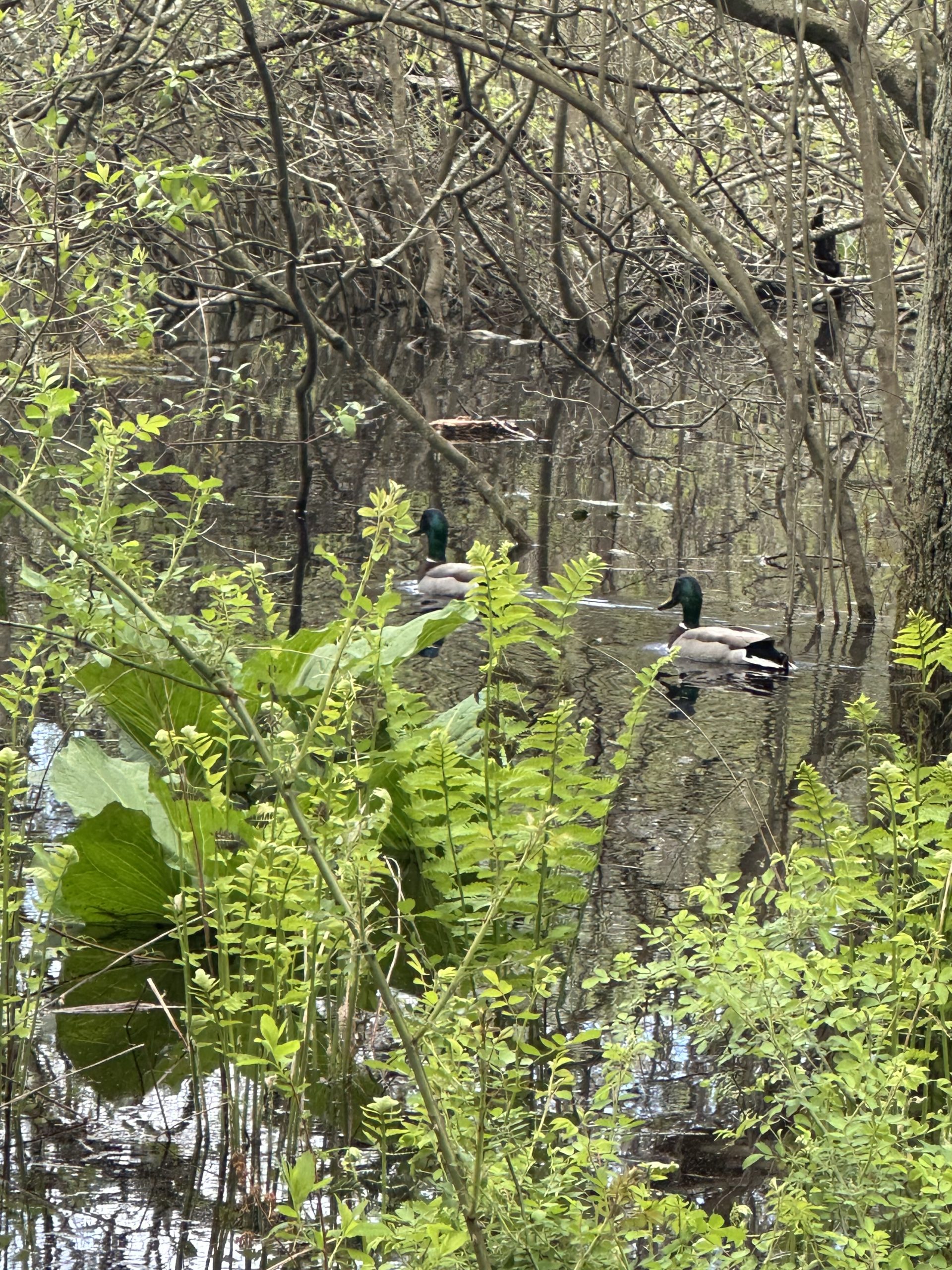 Pond along hiking trail