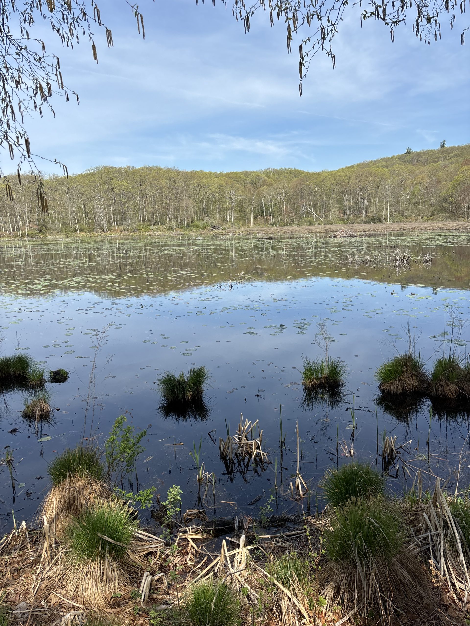 An early May afternoon on Eel Pond
