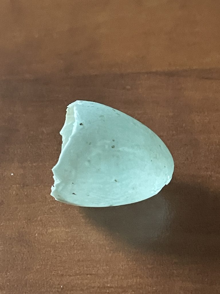 Starling Eggshell