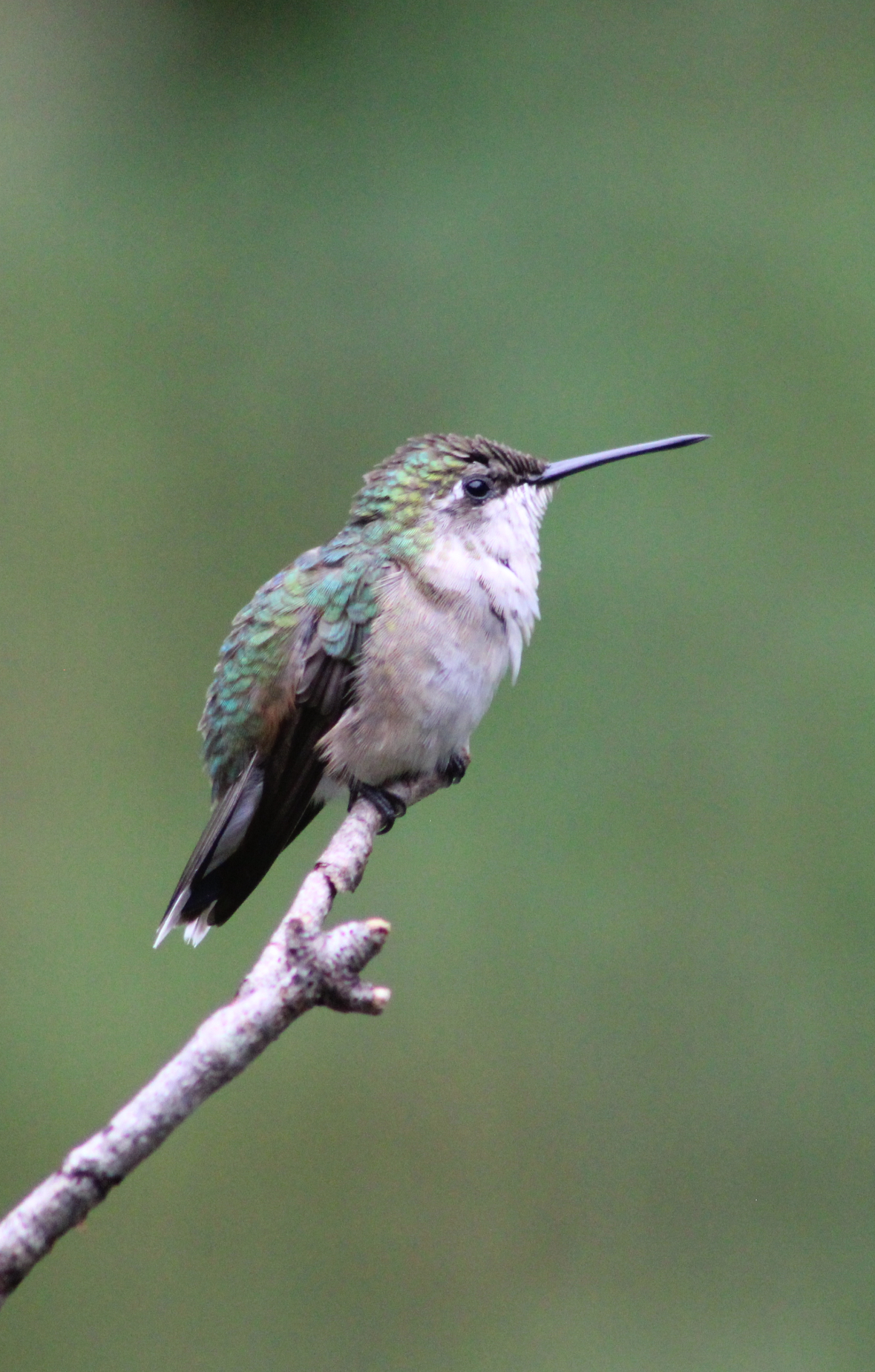 Female hummingbird