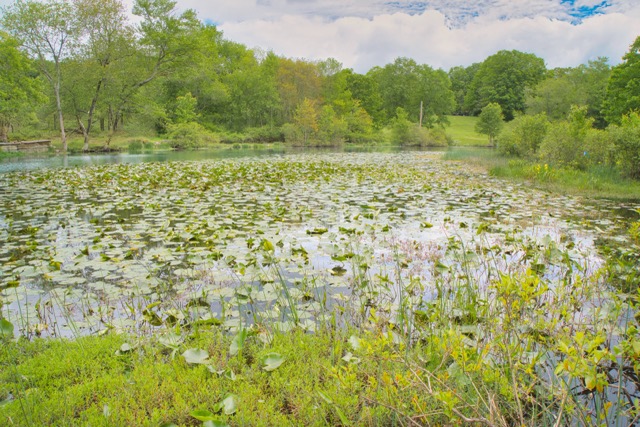 A beautiful pond, covered in lily pads.