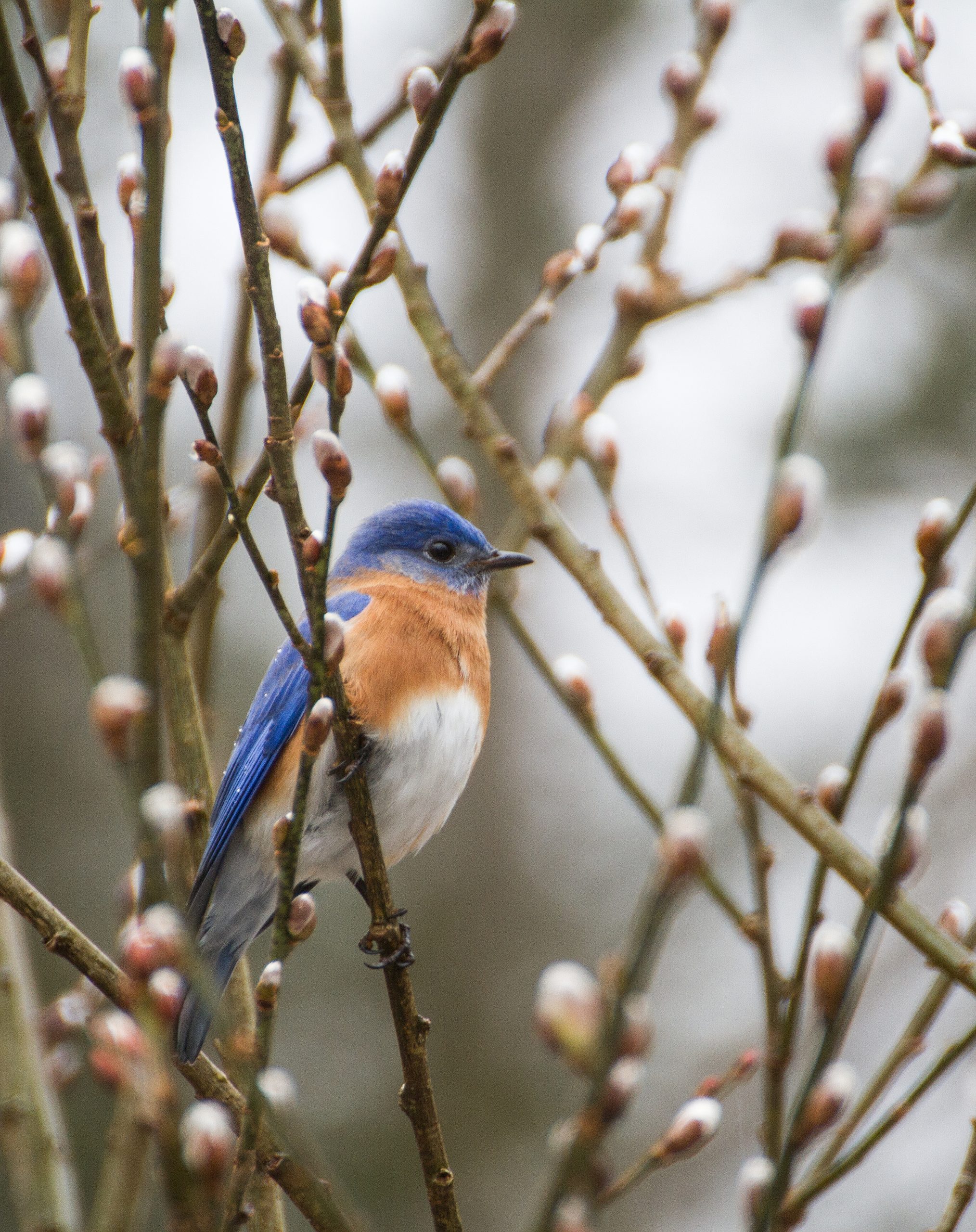 Male Eastern Bluebird in Pussy Willow. March 2022.