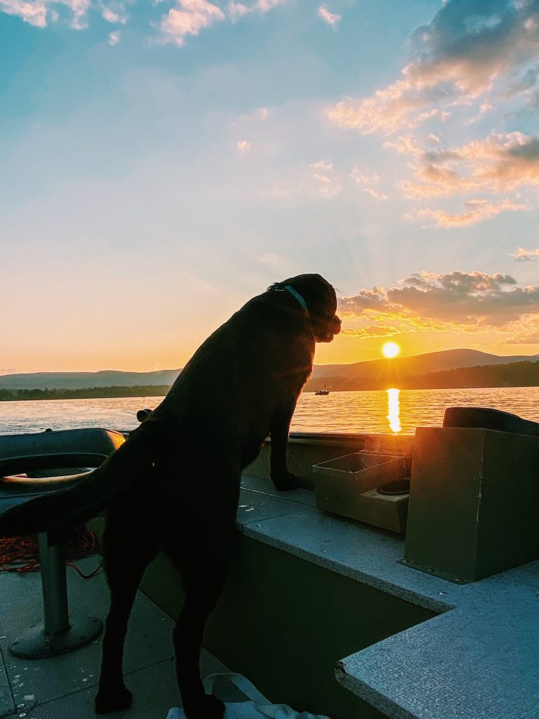 Watching Fish