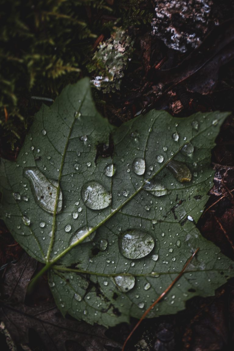 After the rain