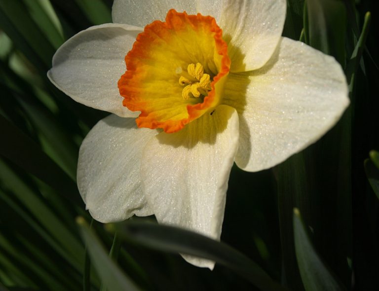 Daffodil