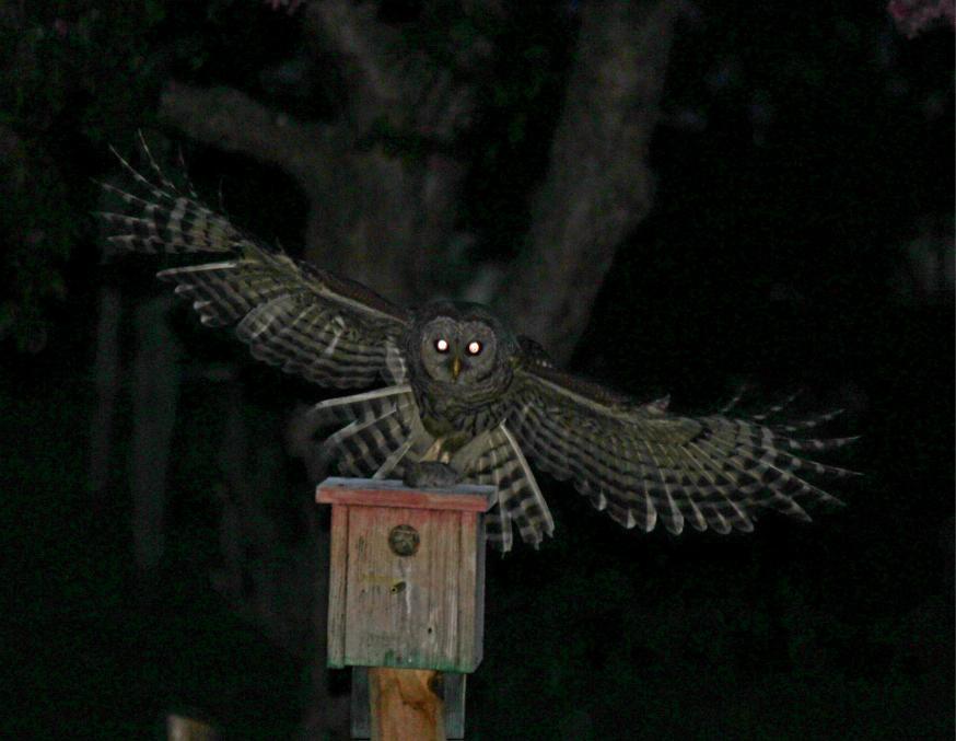 Owl