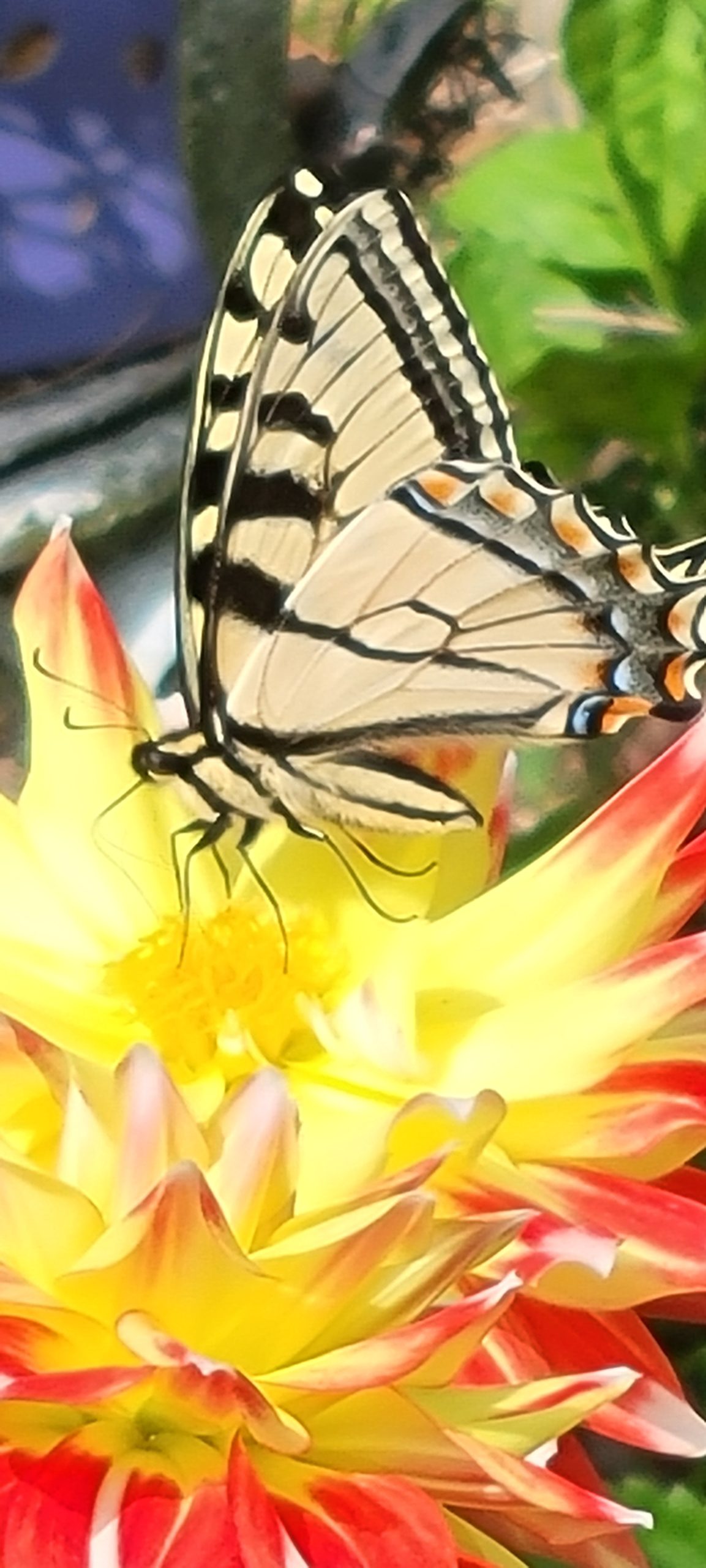 Tiger Swallowtail