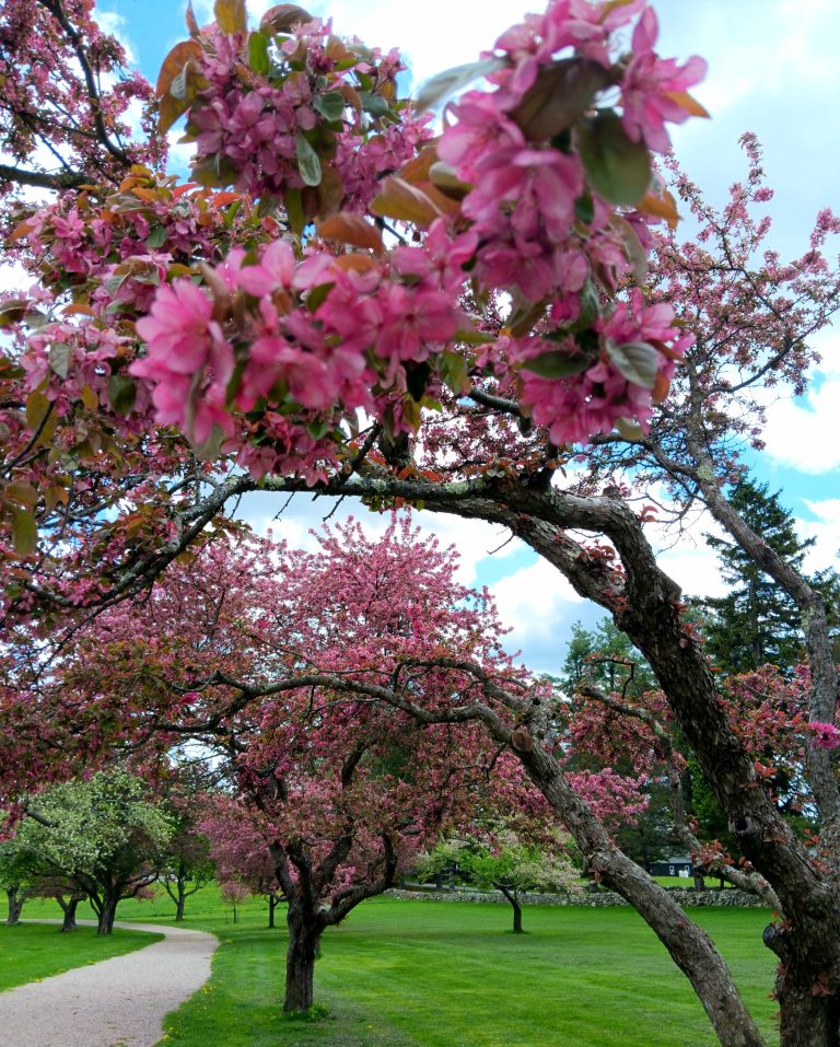 Blossoms