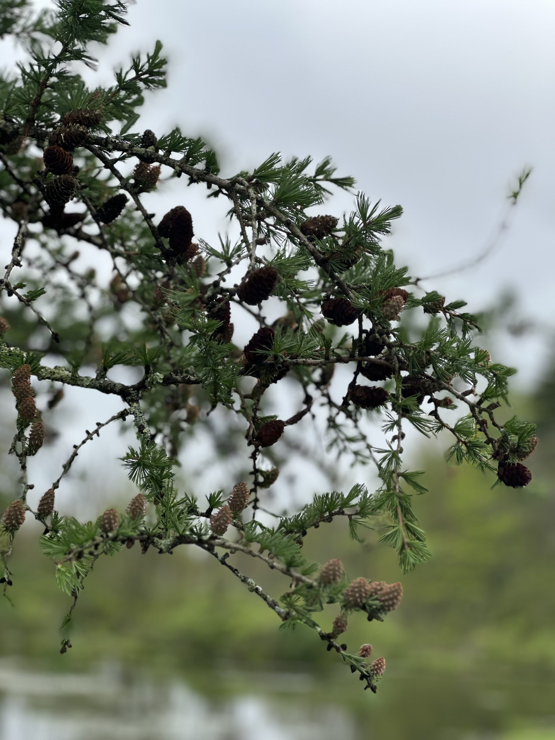 Pine Tree Near Entrance