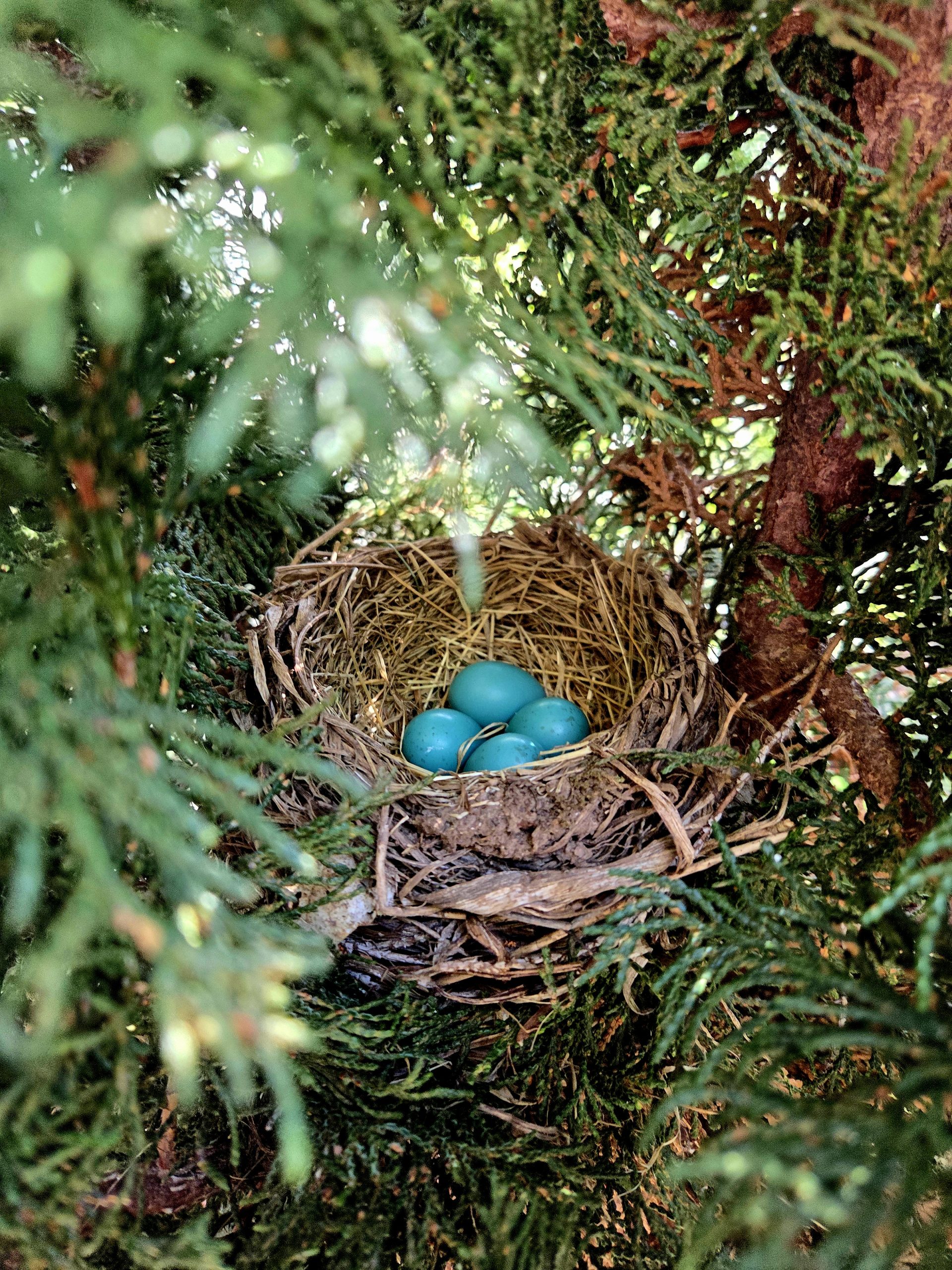 Bright blue Robin's eggs