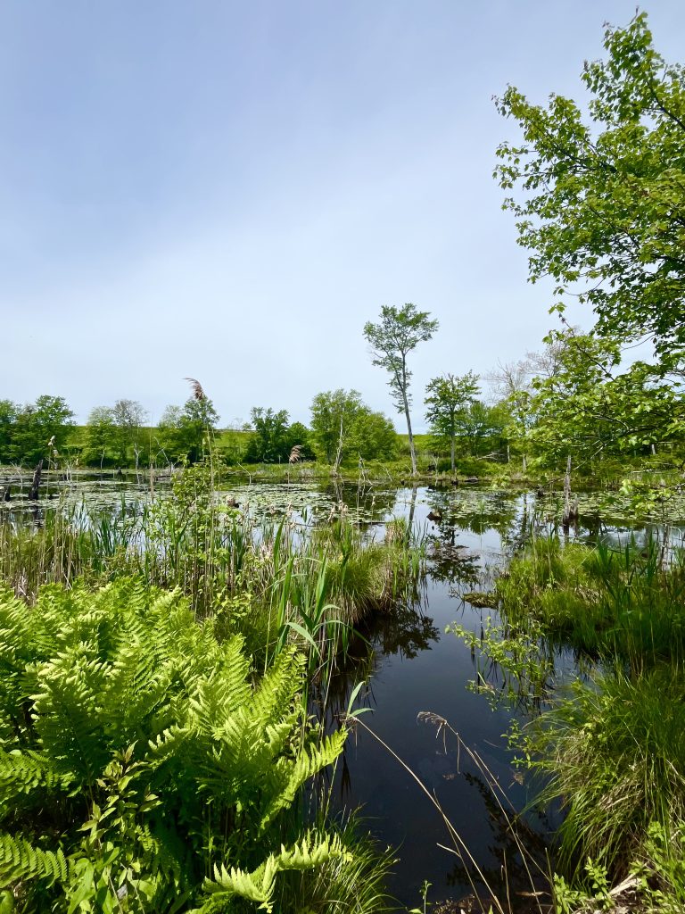 Larkin Trail