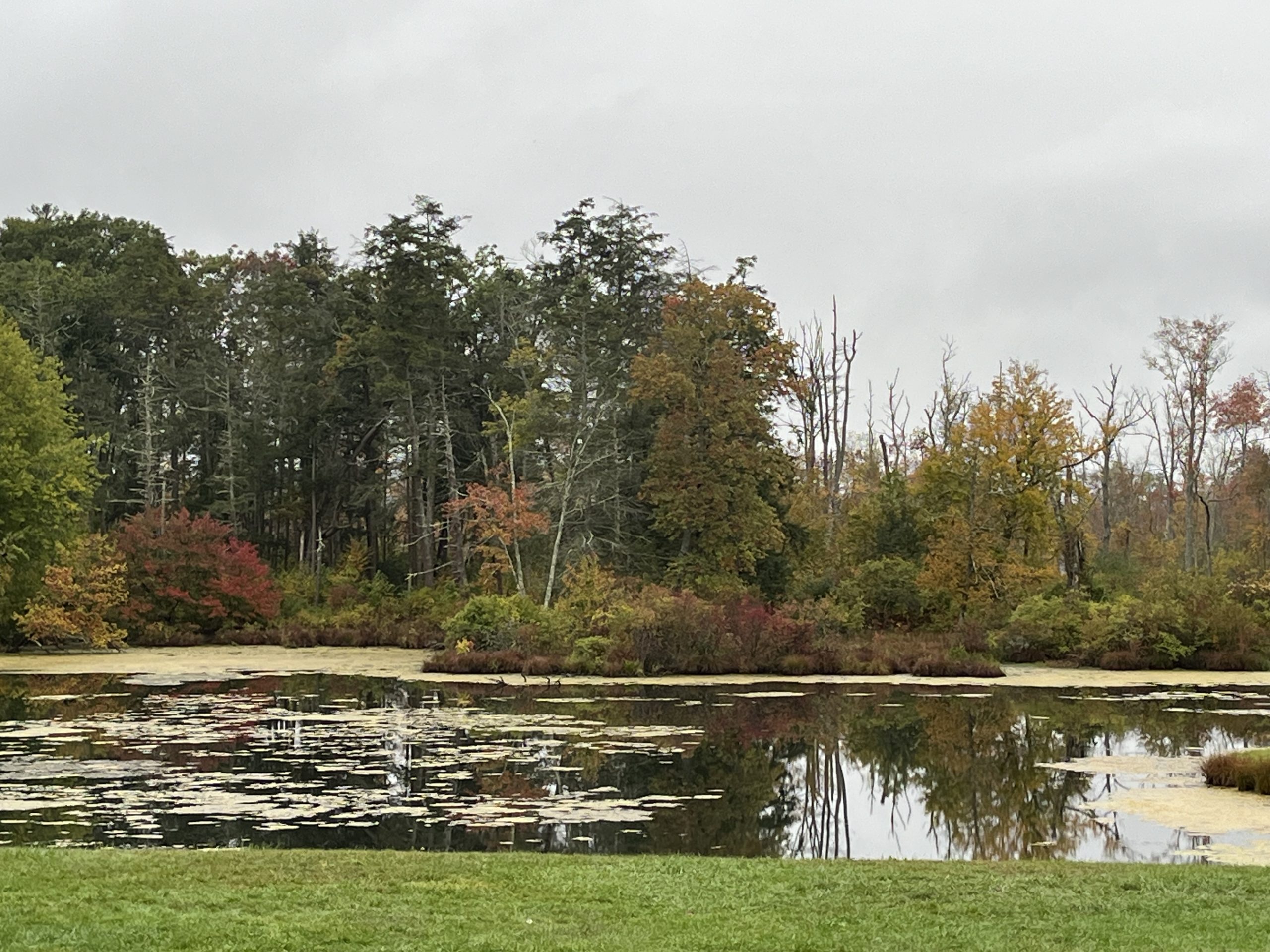Fall colors on the pond