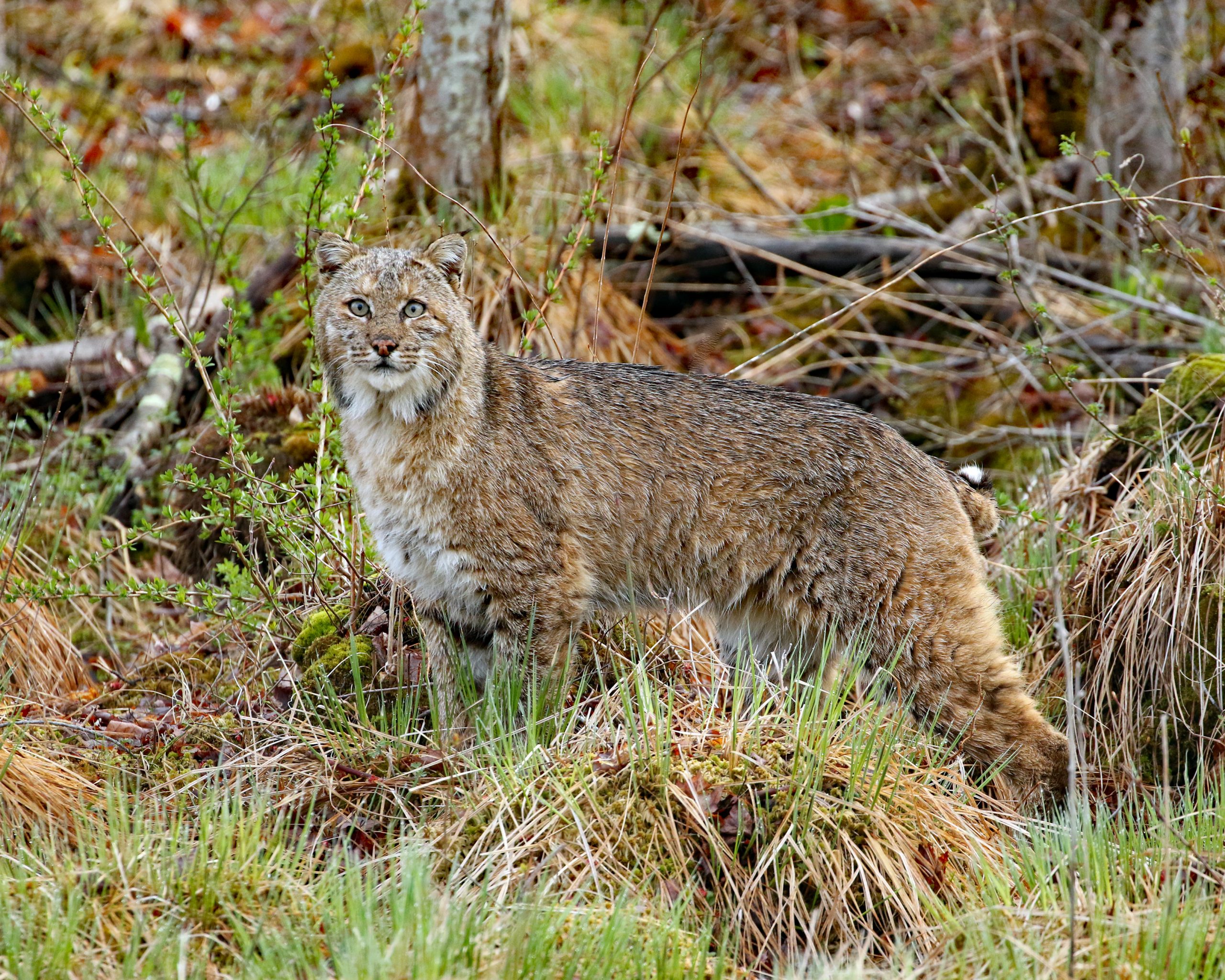 Bobcat at Beaver pond