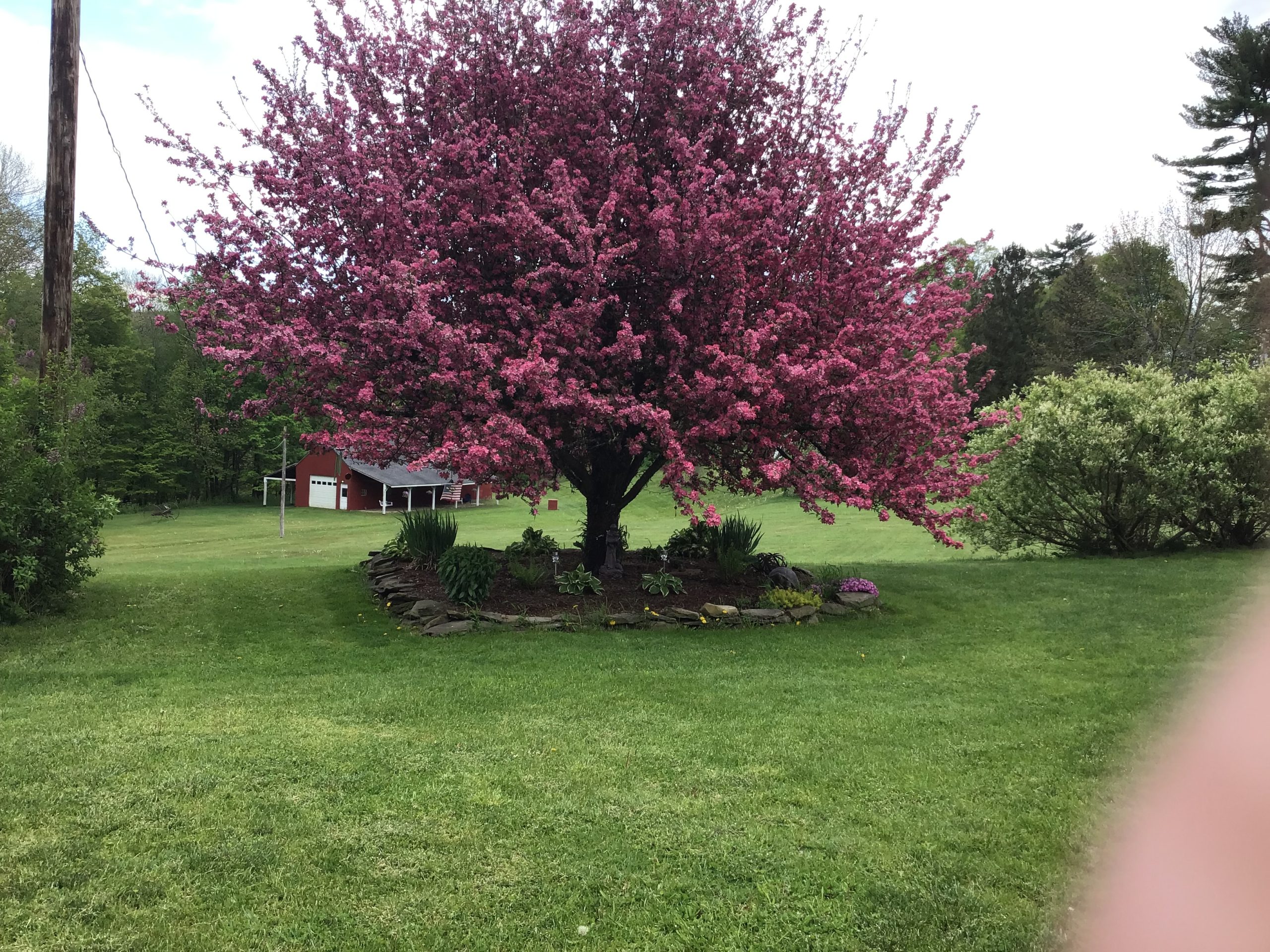 Crab Apple Tree