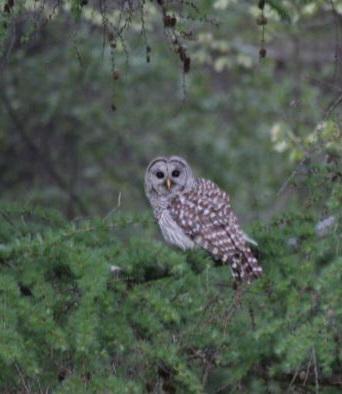 Owl