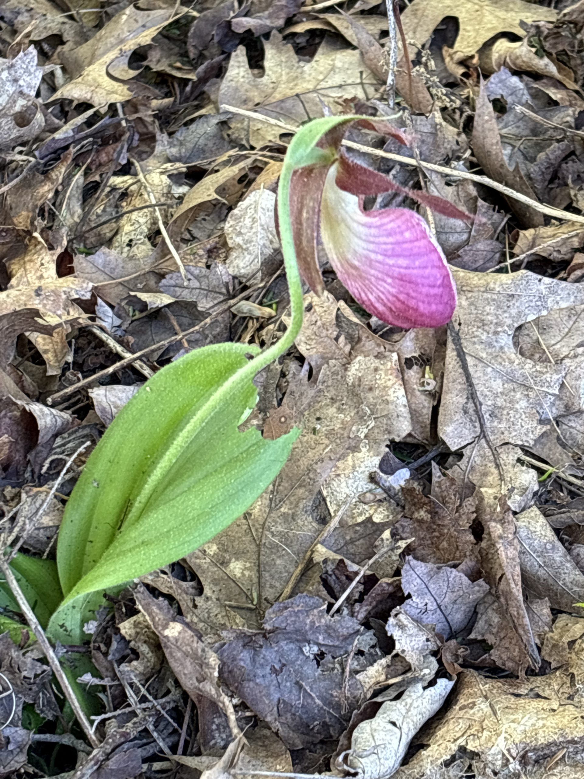 Lady Slipper