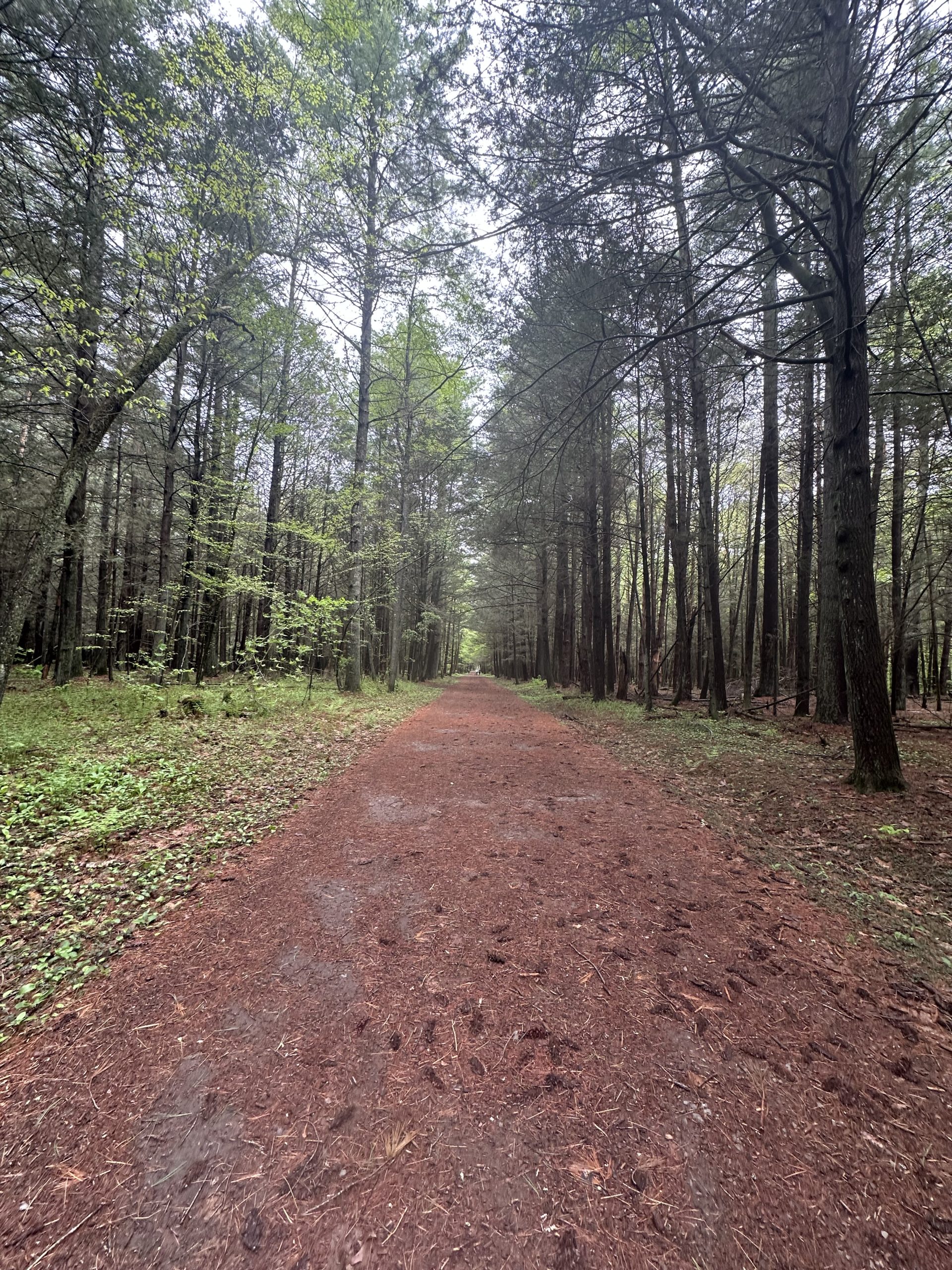 Hiking Trail Though forest