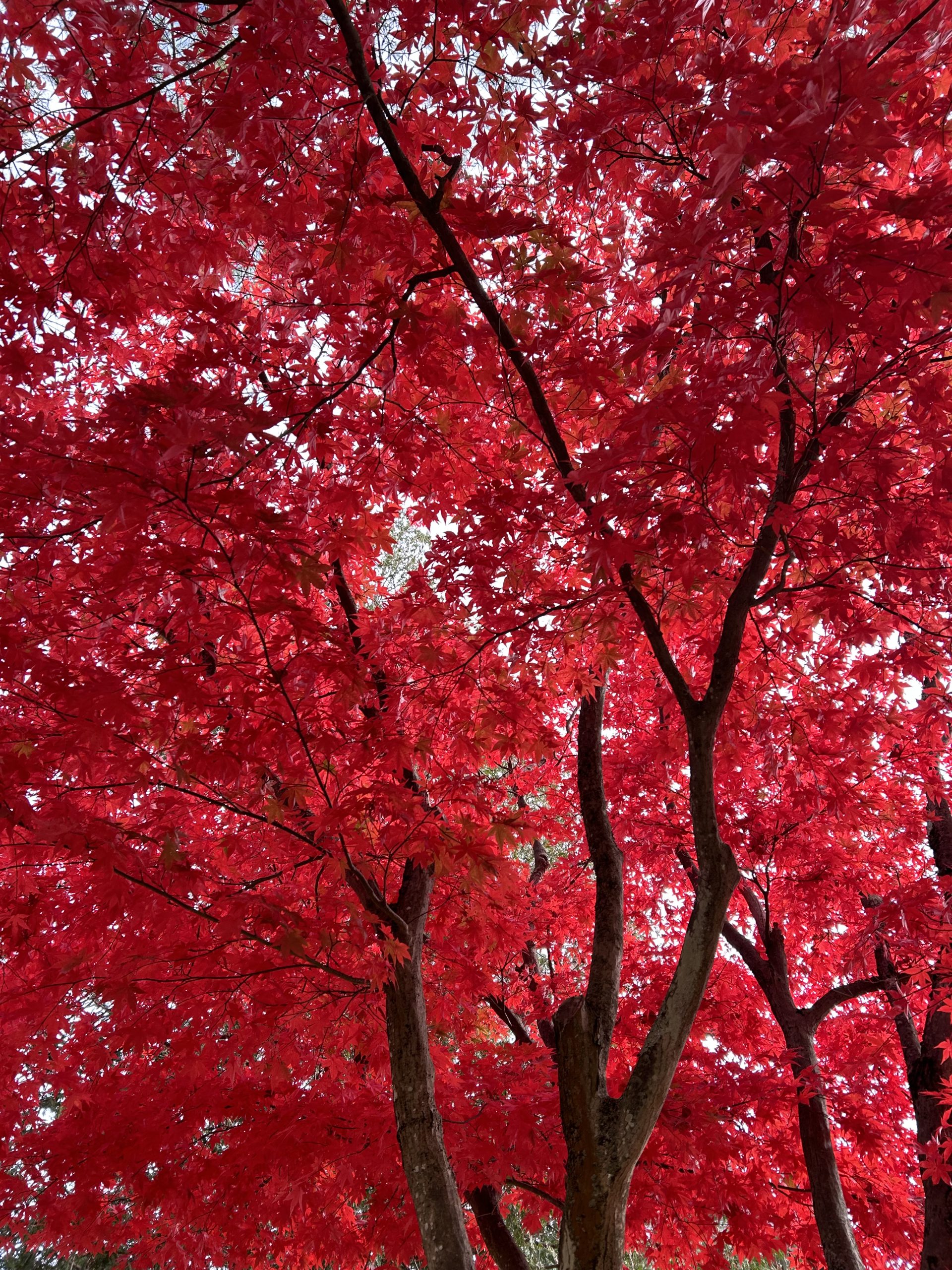Red Emperor Japanese Maple
