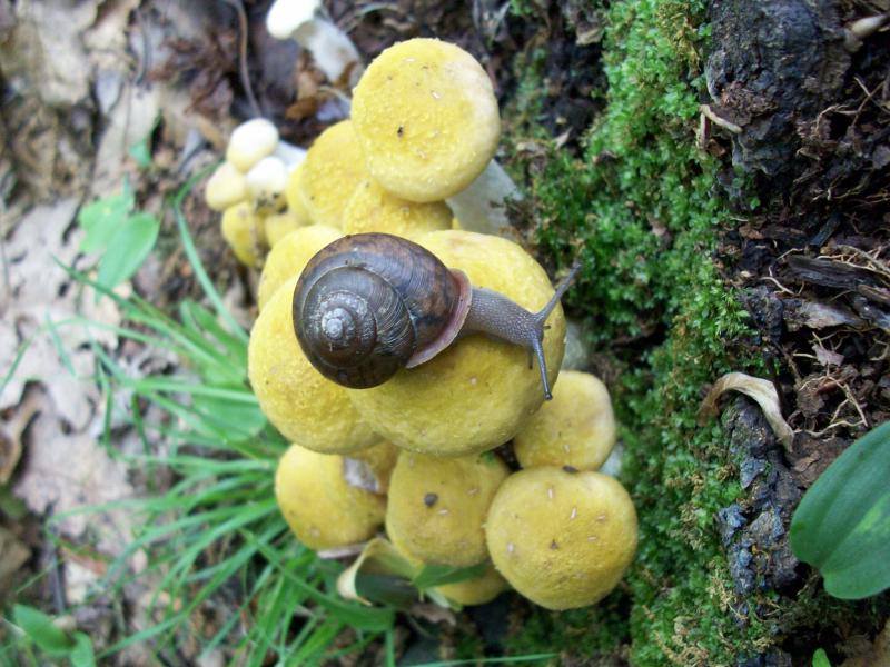 snail on some mushrooms