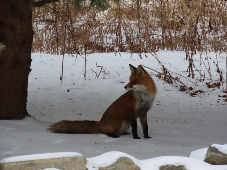 Red Fox