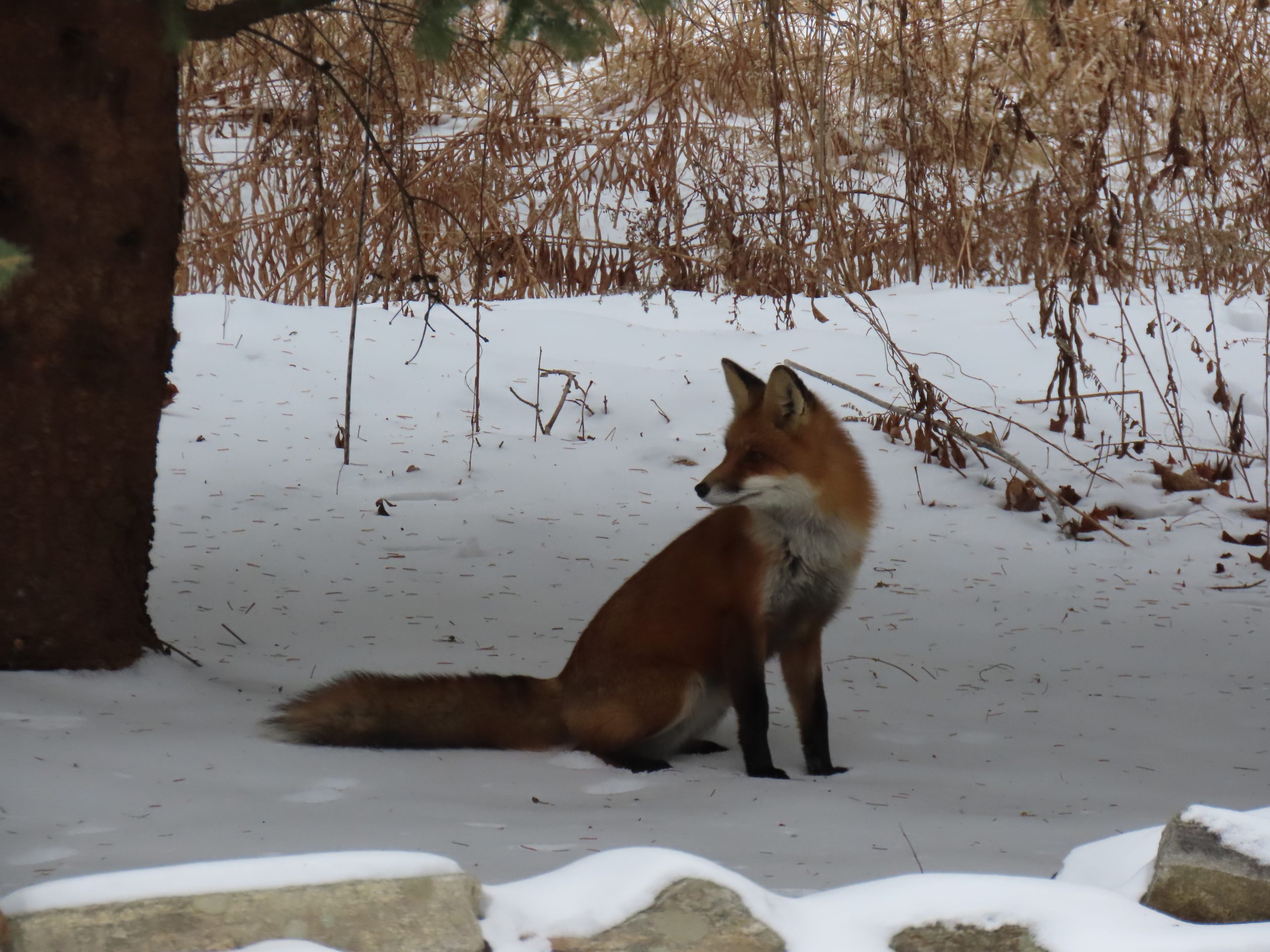 Red Fox