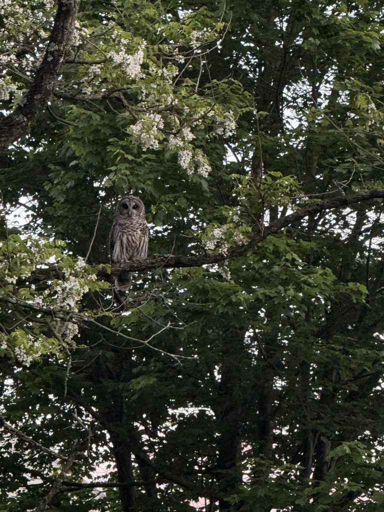 Owl