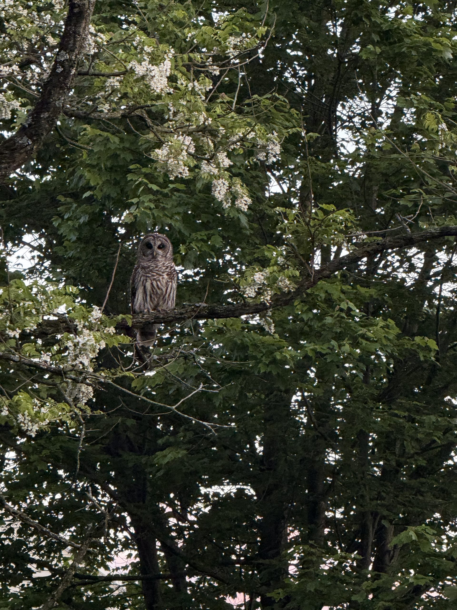 Owl