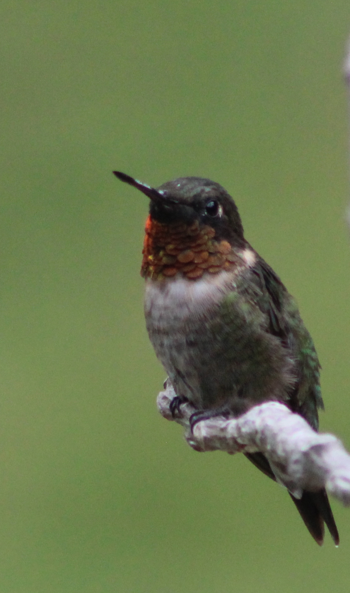 Male hummingbird