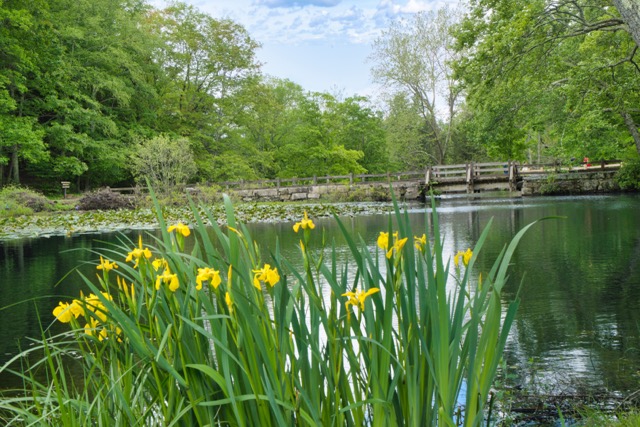 Spring comes to Southford!