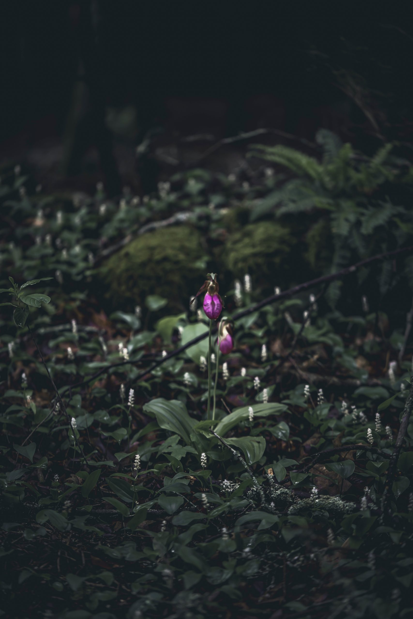 Hiding in plain sight - Pink Lady's Slipper
