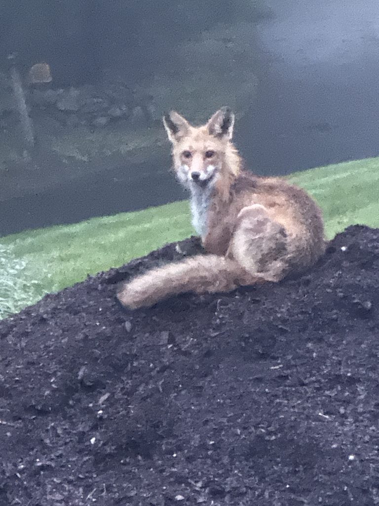 Fox laying on our sweet peat