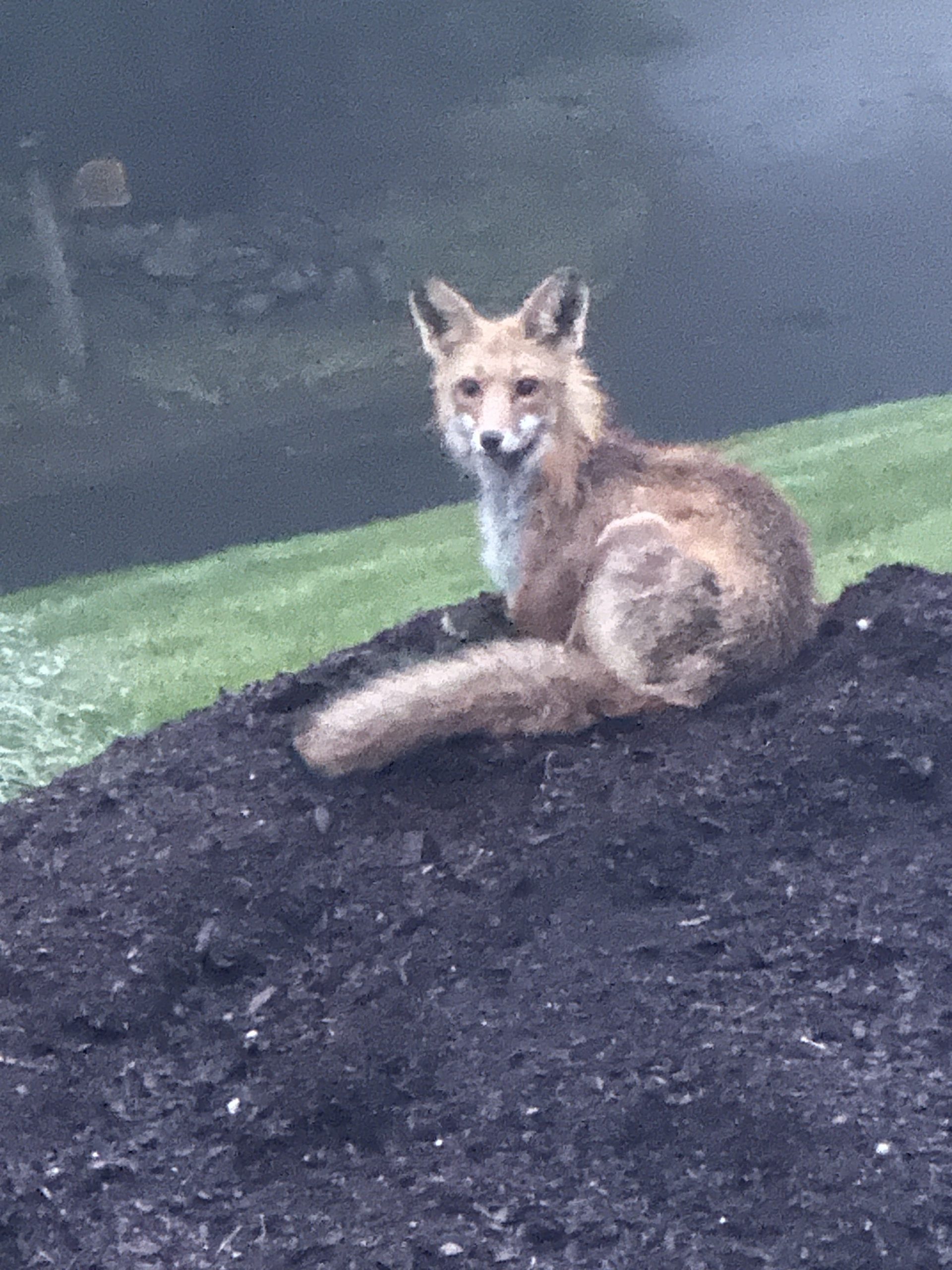 Fox laying on our sweet peat