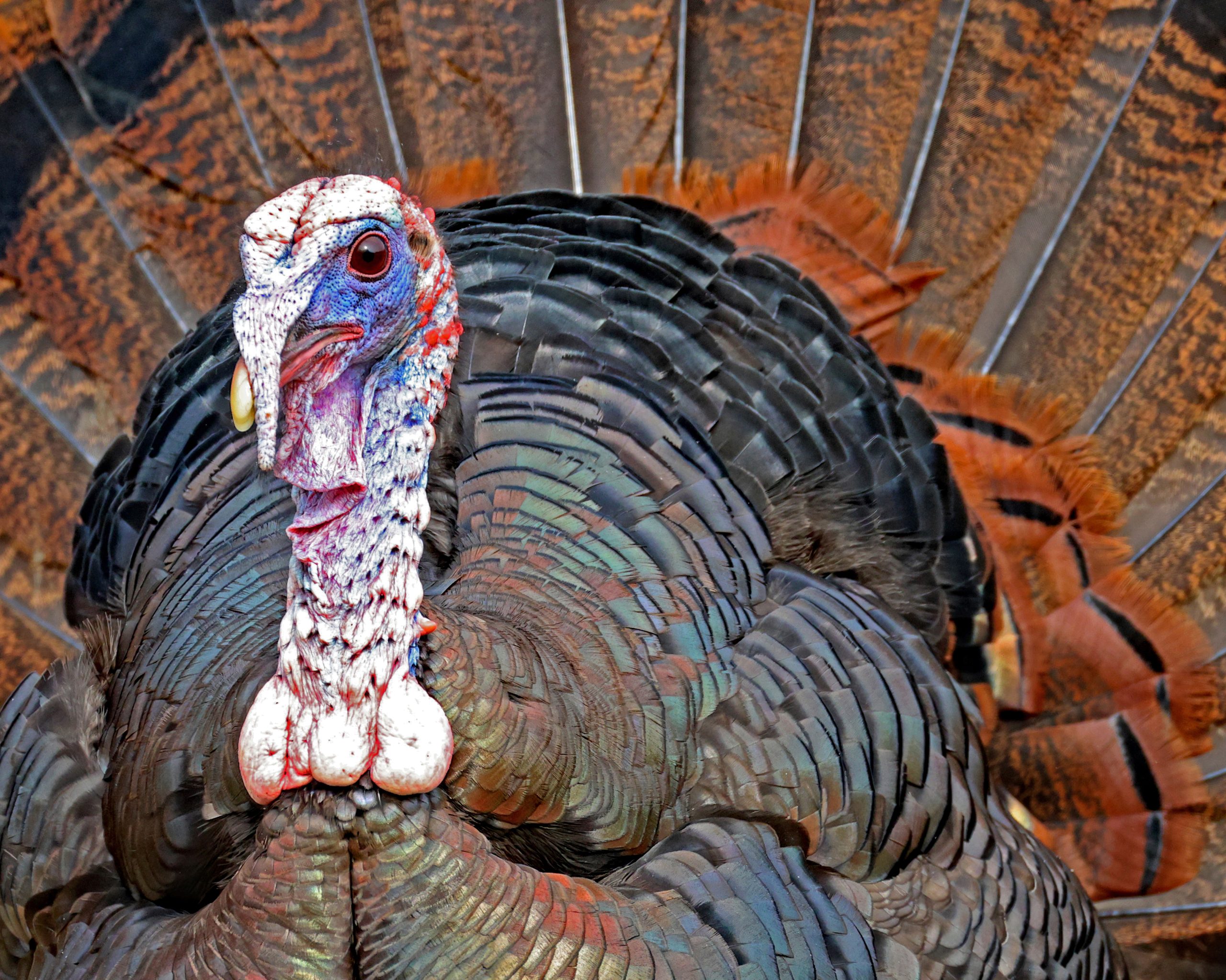 Wild Turkey