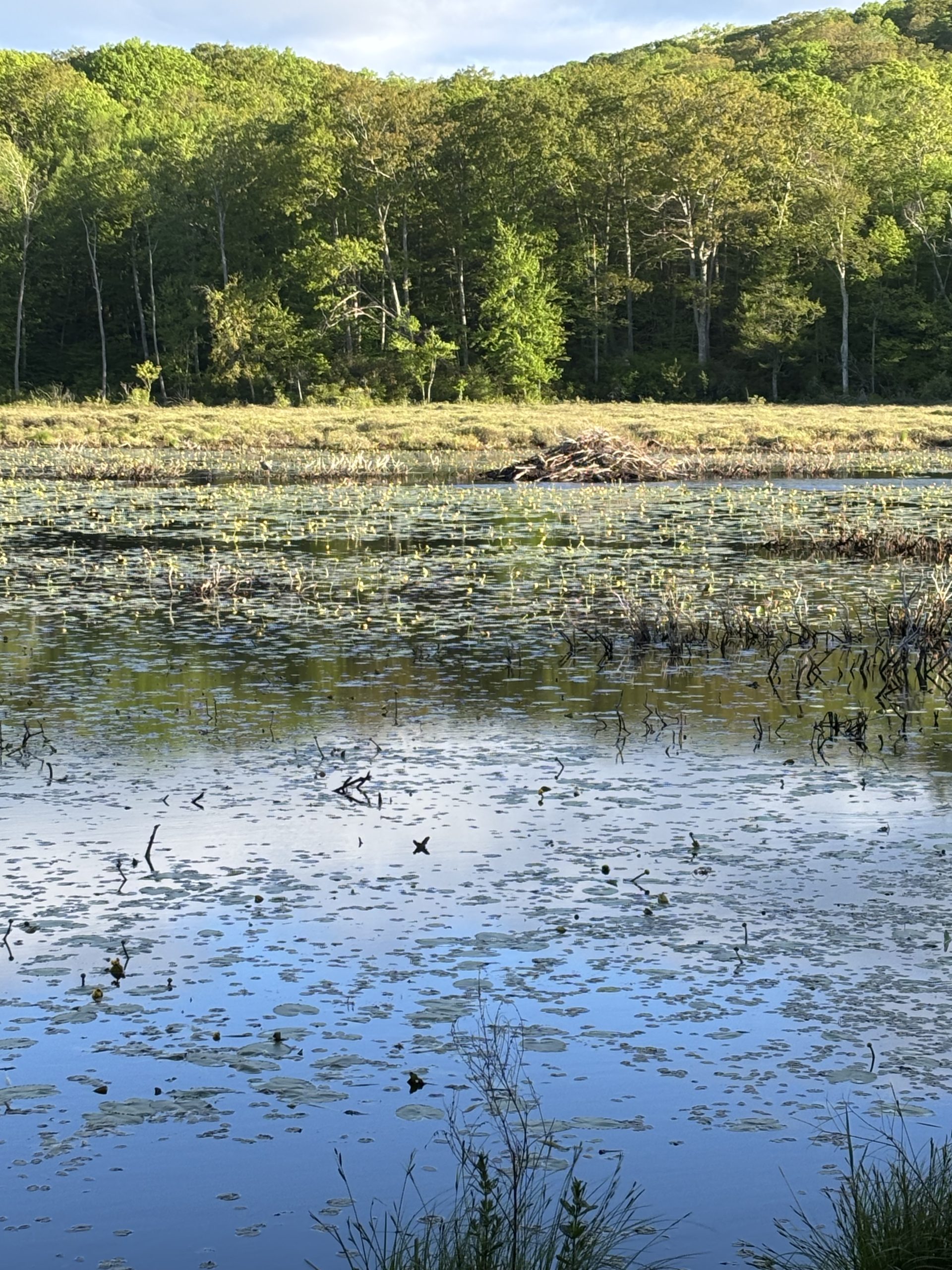 Abandoned beaver lodge