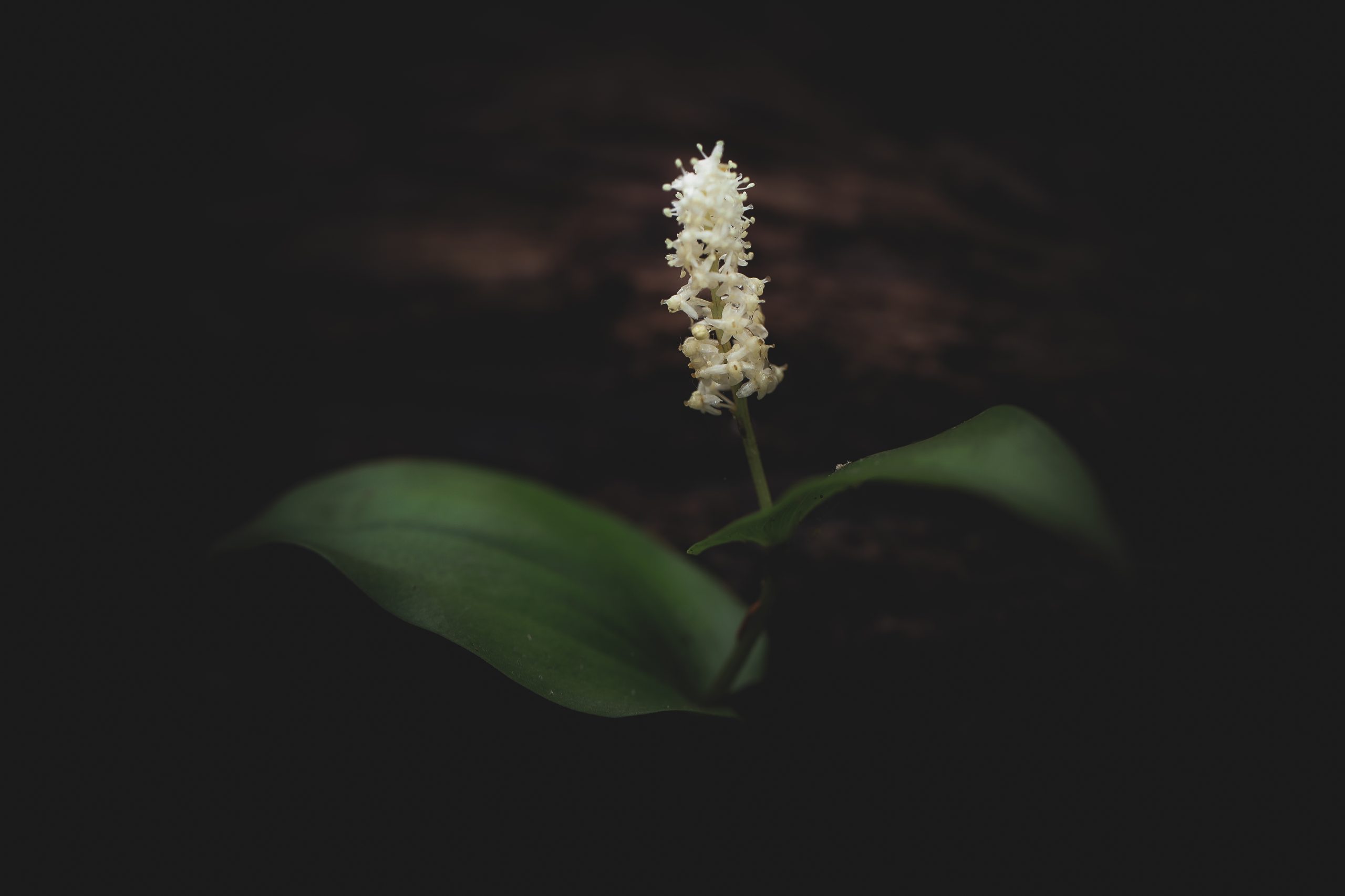 Ff 6cbaa61c8a7c078055ae3b08e1a3e37f ff img 0078 3