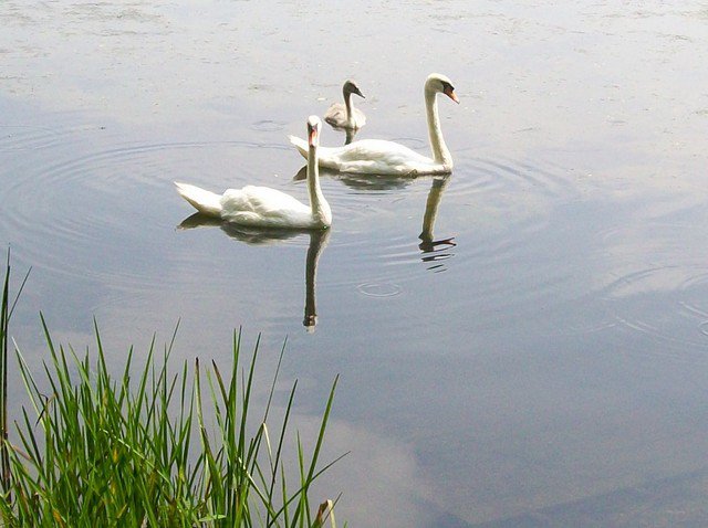 swans in a lake