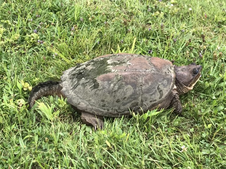 Tommy the turtle