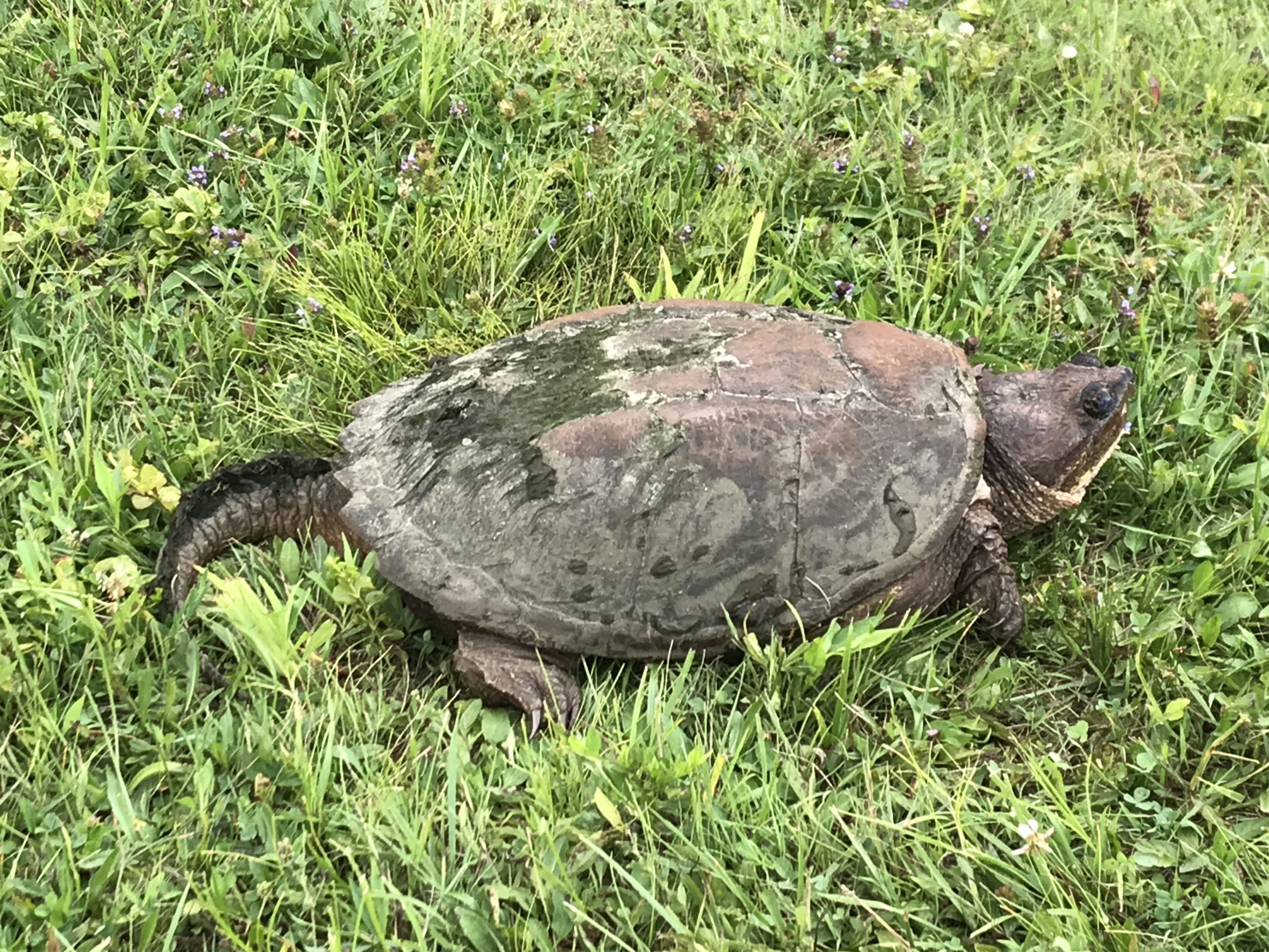 Tommy the turtle