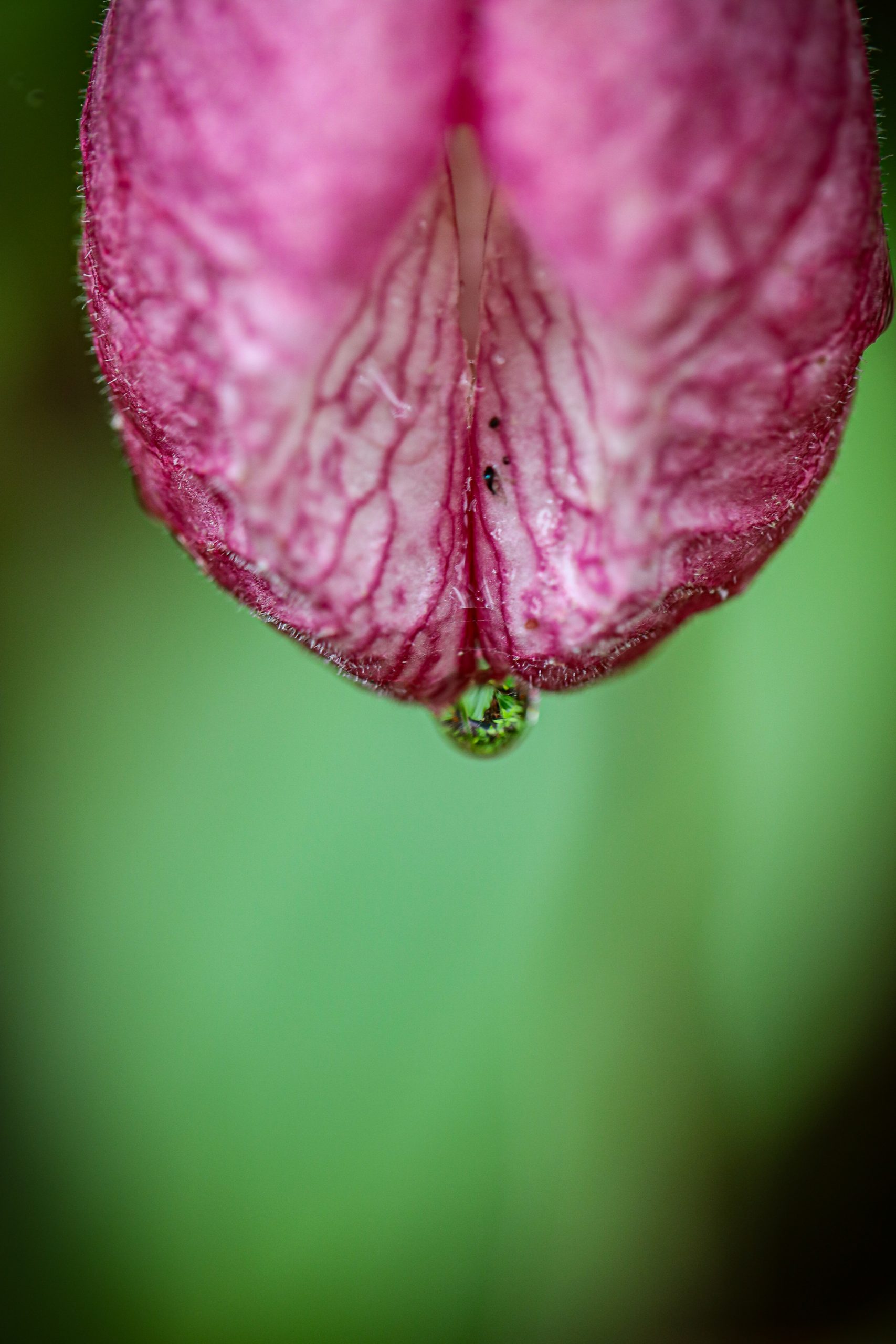 Pink Lady's Slipper at Steep Rock