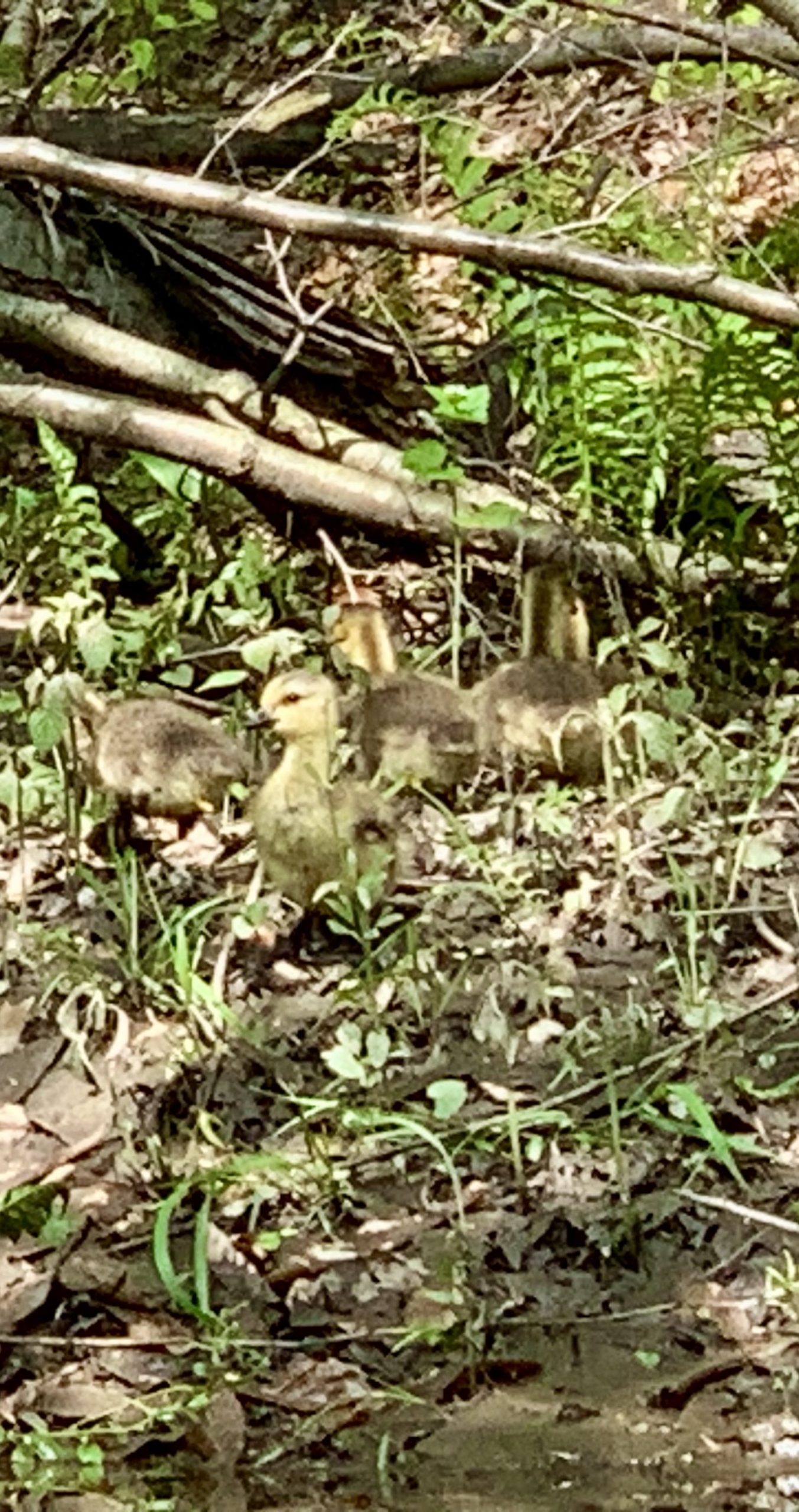 The Curious Gosling