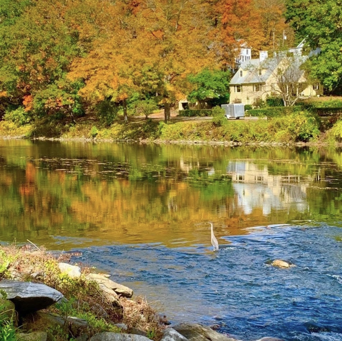 Leaf peeping in Cornwall