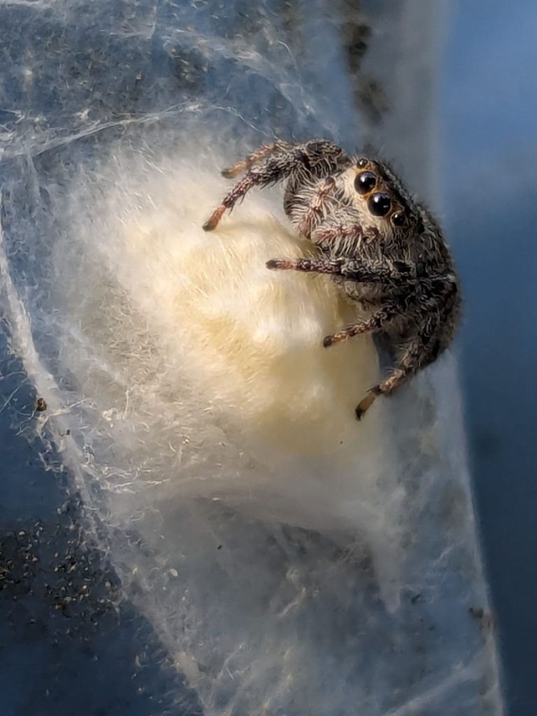 A mother jumping spider protecting her eggsack
