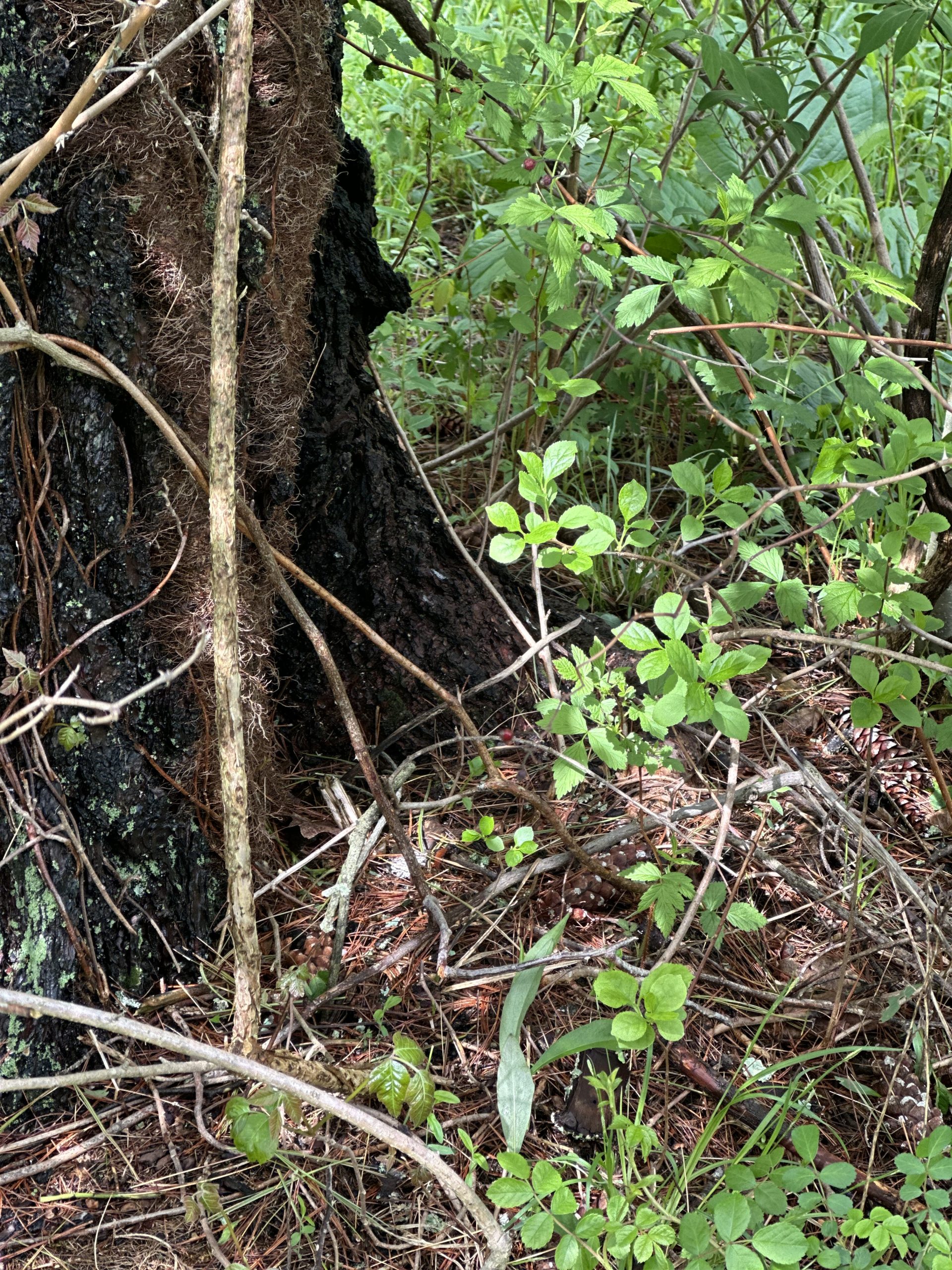 Tree along hiking trail