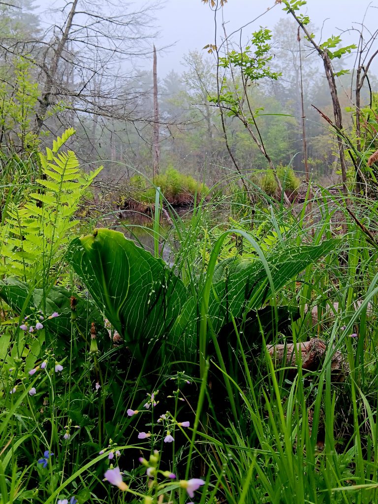 Swamp nature trail