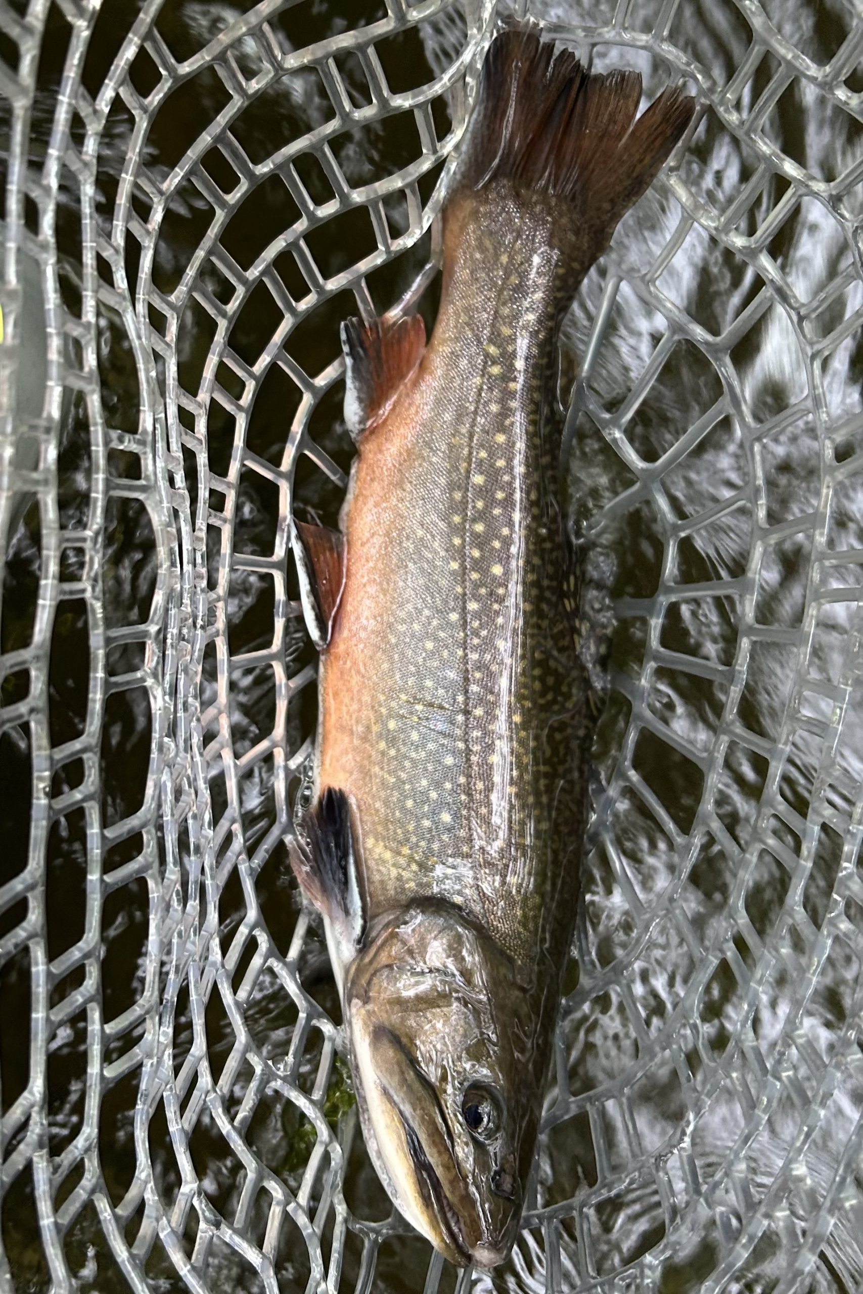 Brook Trout Beauty